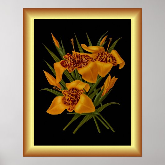 Tigridia Conchiplora Var Canariensis ~ Botanisch Poster (Vorne)