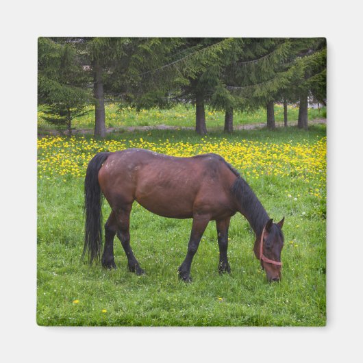 Tihuta-Pass, Pferd auf der Weide Magnet (Vorne)