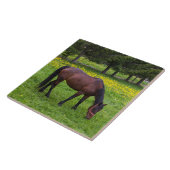 Tihuta Pass, Pferd in der Natur Fliese (Seite)