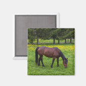 Tihuta Pass, Pferd in der Natur Magnet (Vorderseite/Rückseite)