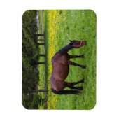 Tihuta Pass, Pferd in der Natur Magnet (Vertikal)