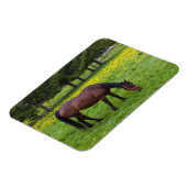 Tihuta Pass, Pferd in der Natur Magnet (Linke Seite)