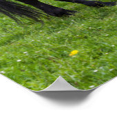 Tihuta Pass, Pferd in der Natur Poster (Ecke)