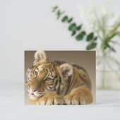 Tijgertje Postkarte (Stehend Vorderseite)