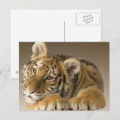 Tijgertje Postkarte (Vorne/Hinten)