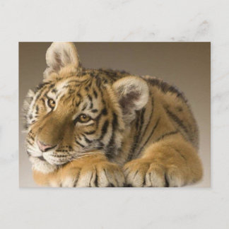 Tijgertje Postkarte