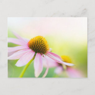 Til Sunbeams Find You Postkarte