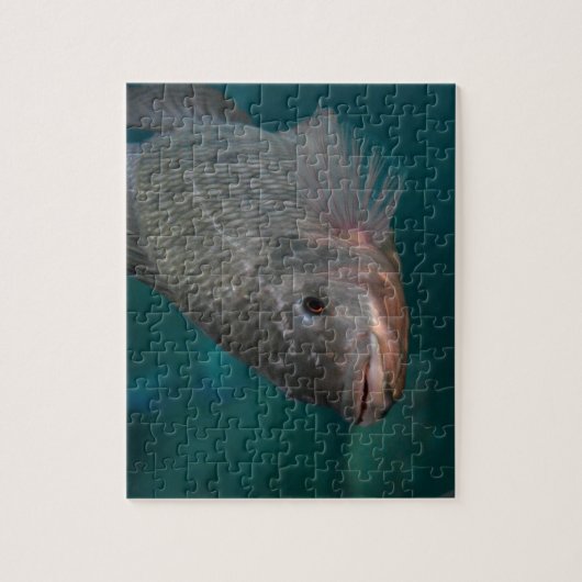 Tilapia-Nahaufnahme Puzzle (Vertikal)