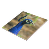 Tile - Pfauenportrait Fliese (Seite)