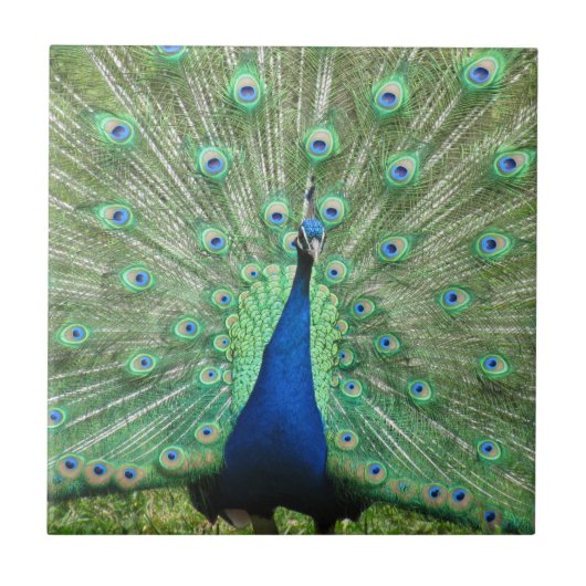 Tile - Proud Peacock Fliese (Vorderseite)
