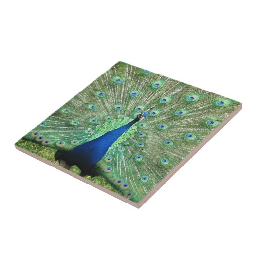 Tile - Proud Peacock Fliese (Seite)