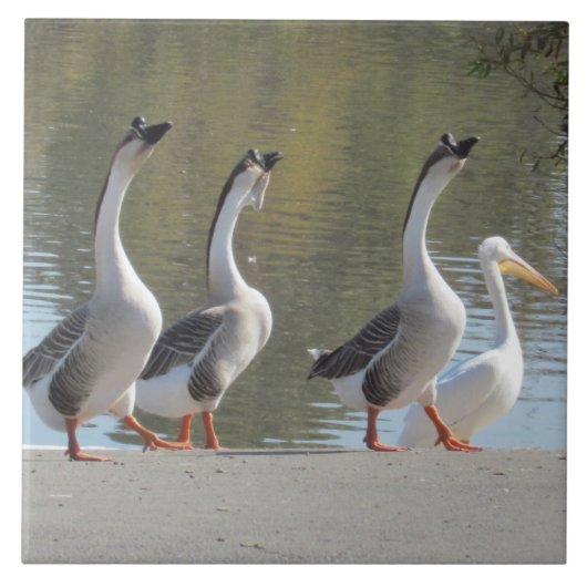 Tile - Rollgee Fliese (Vorderseite)