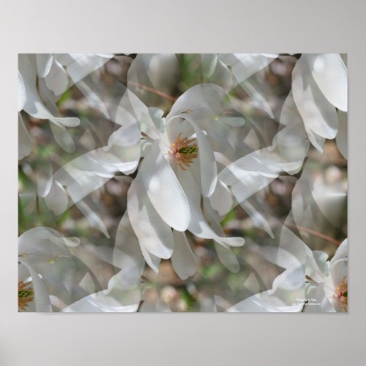 Tiled White Magnolia Floral Print Poster (Vorne)