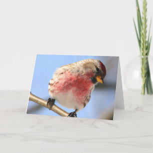 Tilgung der Redpoll-Grußkarte Karte