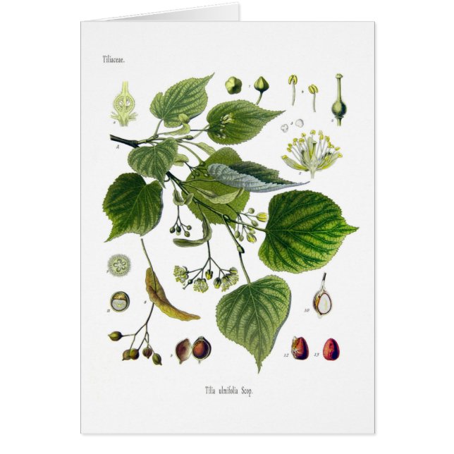 Tilia ulmifolia (Vorne)