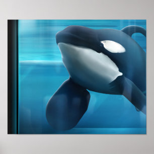 Tilikum-Portrait Poster
