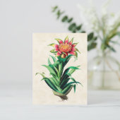 Tillandria Vintag Botanical Postkarte (Stehend Vorderseite)