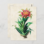 Tillandria Vintag Botanical Postkarte (Vorne/Hinten)