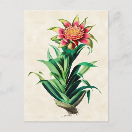 Tillandria Vintag Botanical Postkarte (Vorderseite)