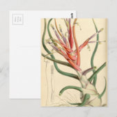 Tillandsia bulbosa postkarte (Vorne/Hinten)