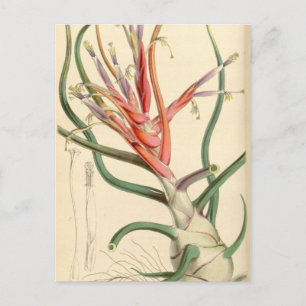 Tillandsia bulbosa postkarte