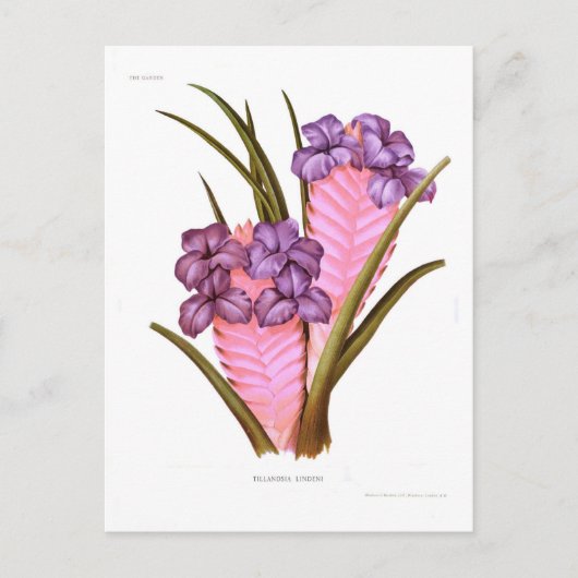 Tillandsia lindeni postkarte (Vorderseite)