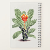 Tillandsia Musaica Notizblock (Rückseite)