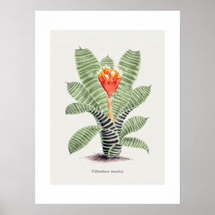 Tillandsia Musaica, von J. Nugent Fitch - Poster