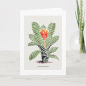 Tillandsia Musaica, von J. Nugent Karte (Vorderseite)