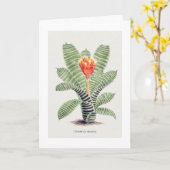 Tillandsia Musaica, von J. Nugent Karte (Gelbe Blume)