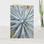 Tillandsia tectorum karte (Rückseite)