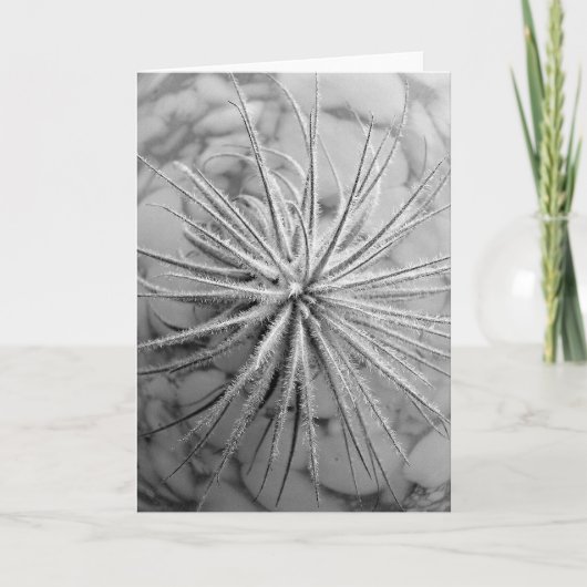 Tillandsia tectorum karte (Vorderseite)