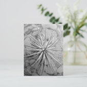 Tillandsia tectorum postkarte (Stehend Vorderseite)