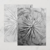 Tillandsia tectorum postkarte (Vorne/Hinten)