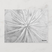 Tillandsia tectorum postkarte (Rückseite)