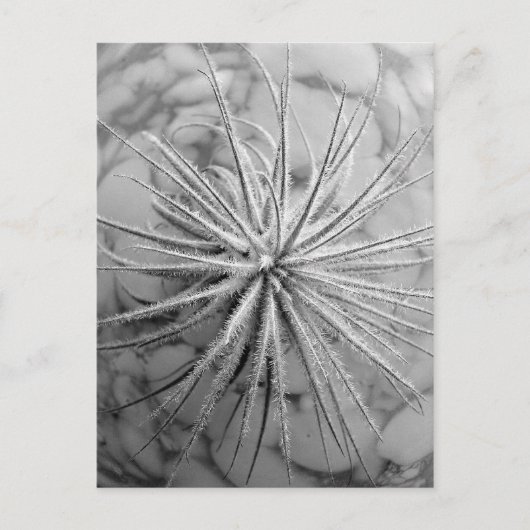 Tillandsia tectorum postkarte (Vorderseite)