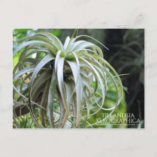 Tillandsia Xerographica:Postkarte Postkarte