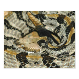 Timber Rattlesnake Coil Fotodruck