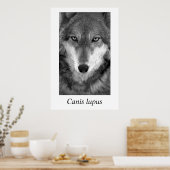 Timber Wolf #1 Canis lupus Poster (Küche)