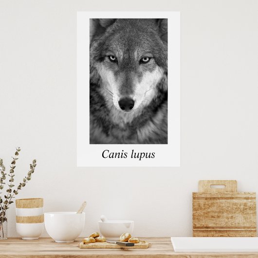 Timber Wolf #1 Canis lupus Poster (Küche)