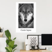 Timber Wolf #1 Canis lupus Poster (Heimbüro)