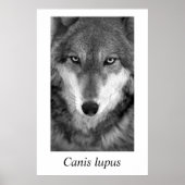 Timber Wolf #1 Canis lupus Poster (Vorne)