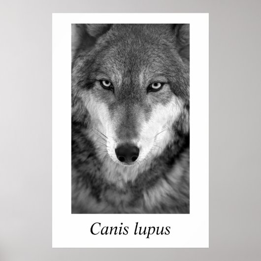 Timber Wolf #1 Canis lupus Poster (Vorne)