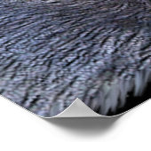 Timber Wolf Eyes Wildlife Foto Art Poster (Ecke)