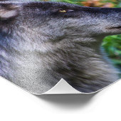 Timber Wolf Face Fotodruck (Ecke)