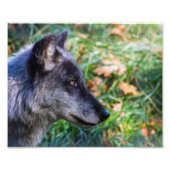 Timber Wolf Face Fotodruck (Vorne)