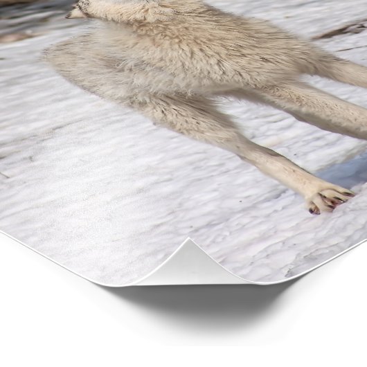 Timber Wolf Howling Fotografie Print (Ecke)