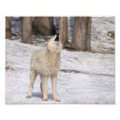 Timber Wolf Howling Fotografie Print (Vorne)