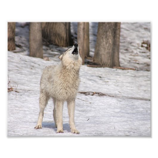 Timber Wolf Howling Fotografie Print (Vorne)