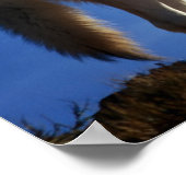 Timber Wolf in Montana - Big Sky Country Poster (Ecke)